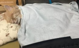 Havalı tüfekle mahalledeki kedileri öldüren cani tutuklandı