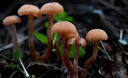 Yanlış bilgilerle tüketilen mantar ölüme götürüyor