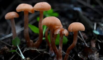 Yanlış bilgilerle tüketilen mantar ölüme götürüyor