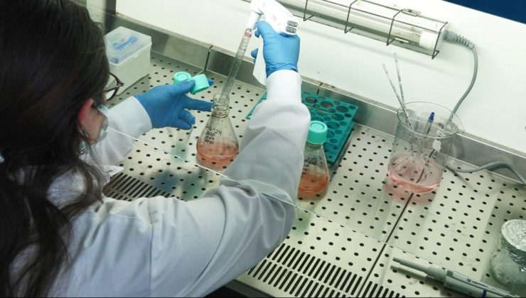 ABD’de kuş gribi krizi: Türk bilim insanları durumu mercek altına aldı