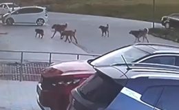 Baba-oğul dehşeti yaşamıştı… O köpekler sokak hayvanı değilmiş
