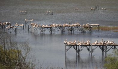 Nesli tehlikedeki tepeli pelikan yavrularının gizemli yaşamı