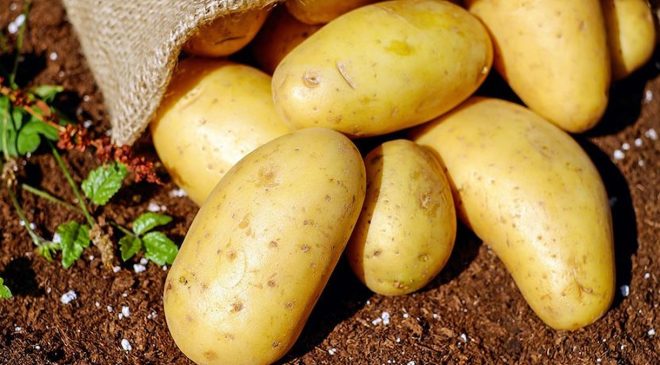 ‘Patates tarlada para etmiyor markette 20 lira’