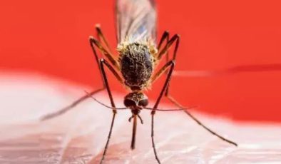 Uzmanlar uyarıyor: Sivrisinek ısırığına sakın bunları sürmeyin