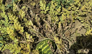 Karpuzda ‘kırmızı örümcek’ alarmı