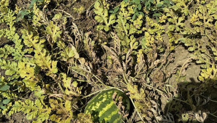 Karpuzda ‘kırmızı örümcek’ alarmı